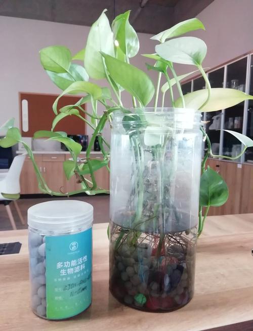 水培植物为什么要放陶粒:一篇讲清作用、方法和误区 九、FAQ