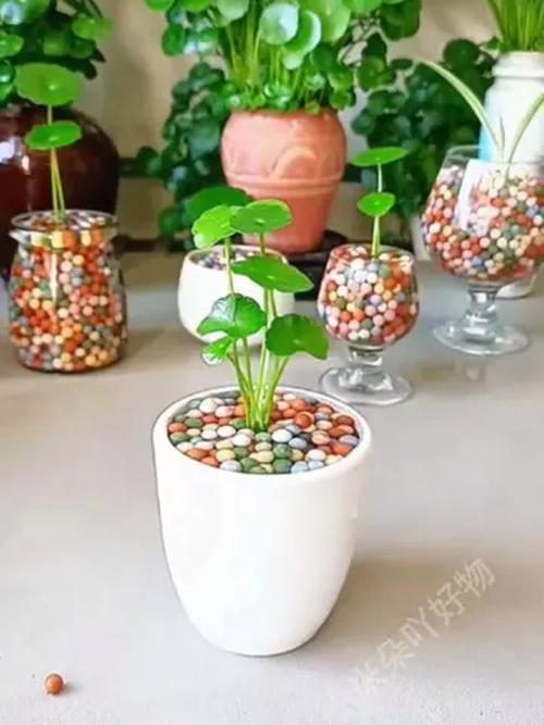 水培植物为什么要放陶粒:一篇讲清作用、方法和误区 八、常见错误