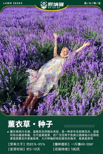 薰衣草种子价格:多少钱一包? 二、不同买法,薰衣草种子大概多少钱?