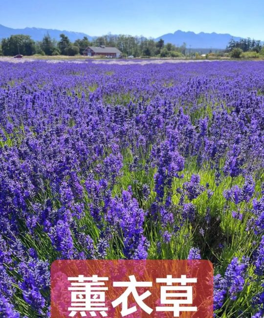 薰衣草种子价格：多少钱一包？