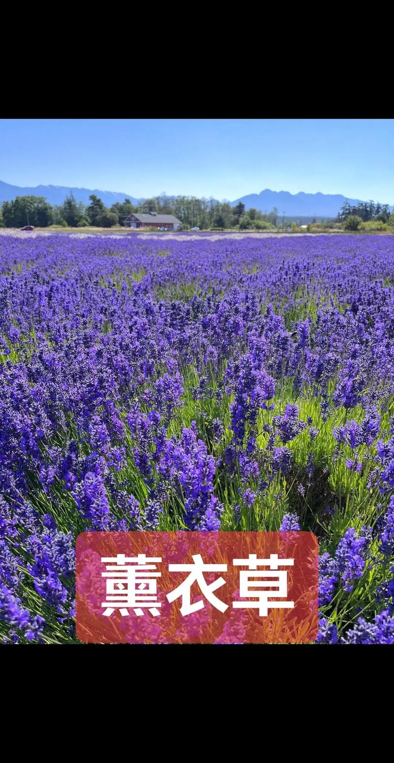 薰衣草种子价格:多少钱一包? 一、薰衣草种子价格为什么差这么多?