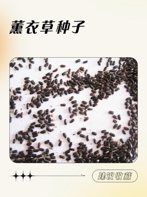 薰衣草种子价格:多少钱一包? 三、怎么判断这包种子值不值?
