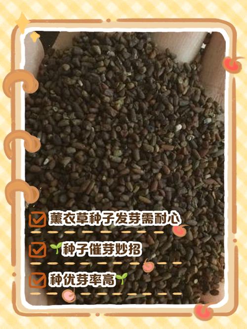 薰衣草种子价格:多少钱一包? 四、家庭用户、批发商、工程用户怎么询价?