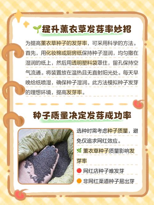 薰衣草种子价格:多少钱一包? 总结