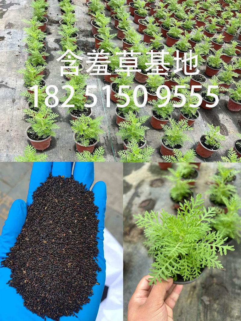 薰衣草种子价格:多少钱一包? FAQ