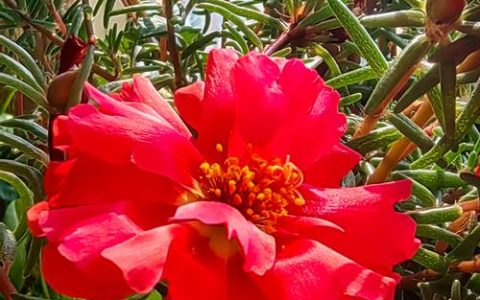 太阳花是红色的吗？花色解析与盆栽养护全攻略