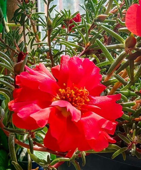 太阳花是红色的吗？花色解析与盆栽养护全攻略