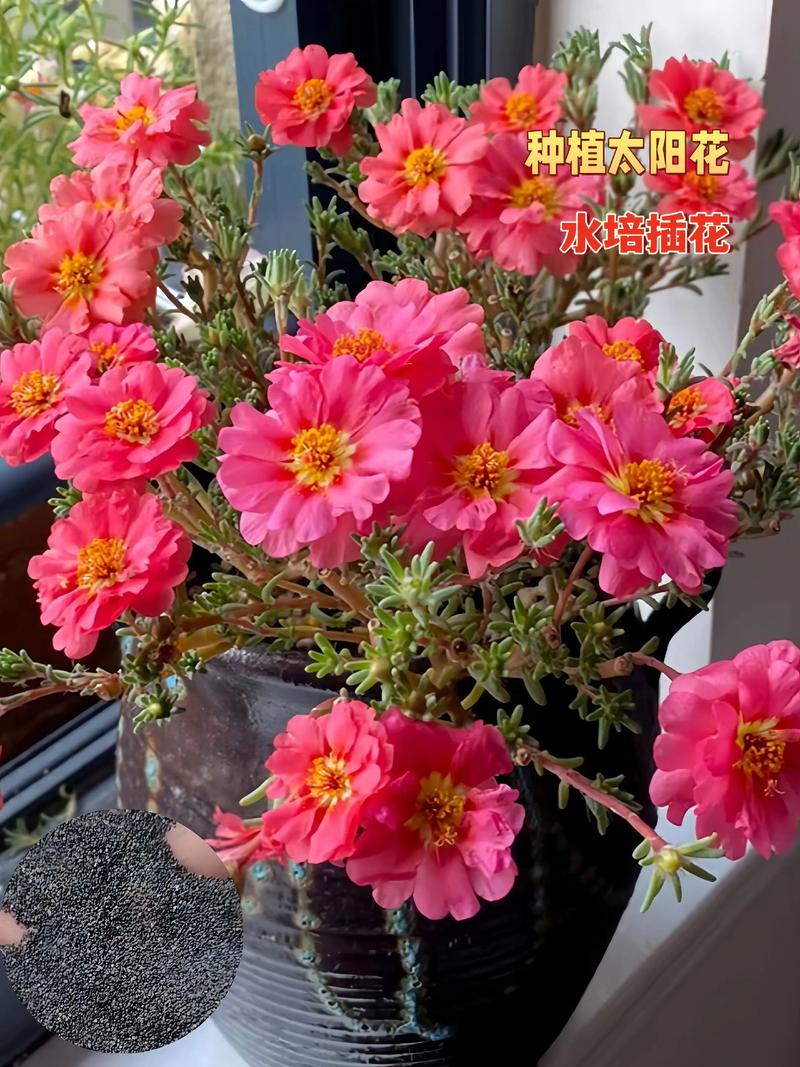 太阳花是红色的吗?花色解析与盆栽养护全攻略 越冬与越夏管理