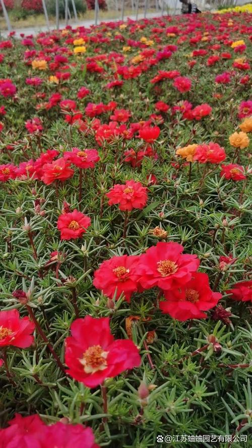 太阳花是红色的吗?花色解析与盆栽养护全攻略 总结