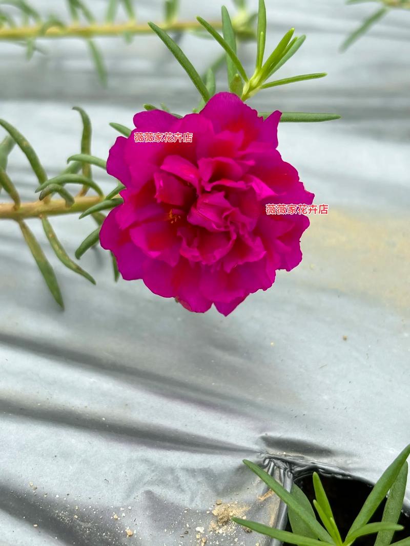 太阳花是红色的吗?花色解析与盆栽养护全攻略 FAQ(常见问题)