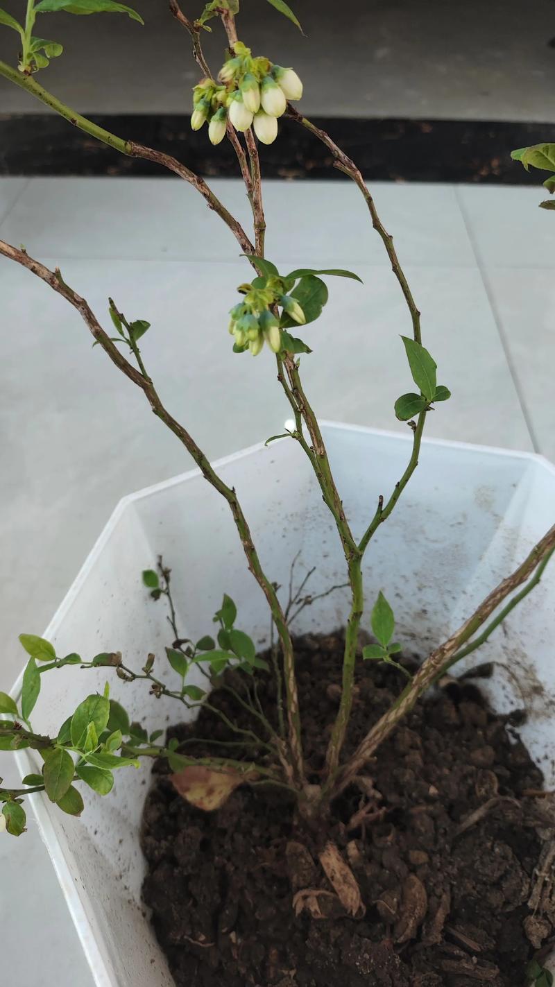 蓝莓开花期冲什么肥?高磷钾肥精准促花,坐果率提升40% 蓝莓花期与果期时间线