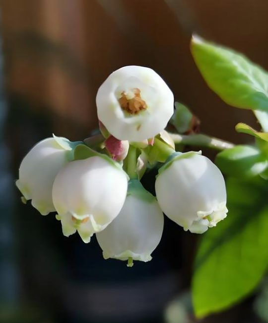 蓝莓开花期冲什么肥？高磷钾肥精准促花，坐果率提升40%