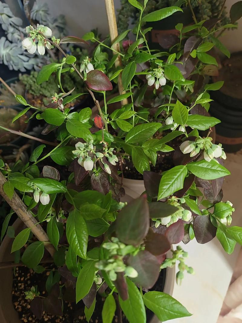 蓝莓开花期冲什么肥?高磷钾肥精准促花,坐果率提升40% 常见问题(FAQ)
