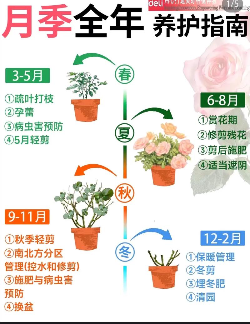 月季花什么时候养最好?最佳种植时间与全年养护指南 修剪促花时间轴
