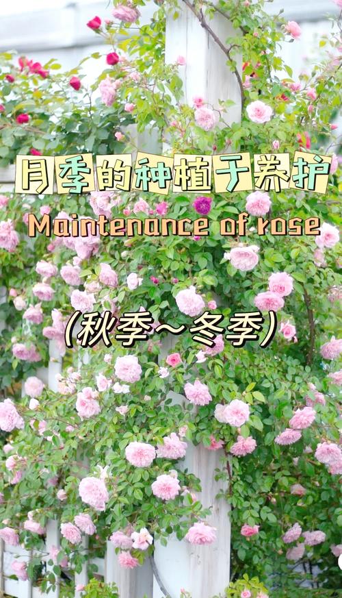 月季花什么时候养最好?最佳种植时间与全年养护指南 新手常犯的五个误区