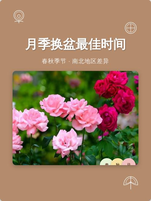 月季花什么时候养最好?最佳种植时间与全年养护指南 总结:核心可执行动作