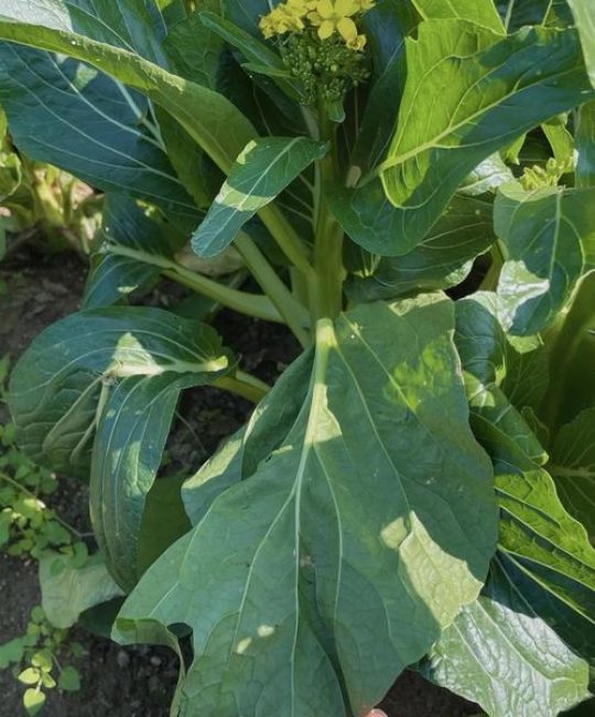 广东菜心是十字花科蔬菜吗？从植物学分类到南北种植全攻略