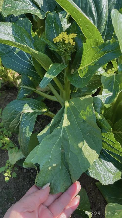 广东菜心是十字花科蔬菜吗?从植物学分类到南北种植全攻略 广东菜心是十字花科蔬菜吗?从植物学分类到南北种植全攻略