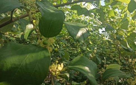 枣树开花不结果咋回事？5大原因及促花保果实操指南