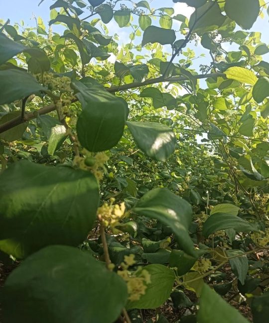 枣树开花不结果咋回事？5大原因及促花保果实操指南