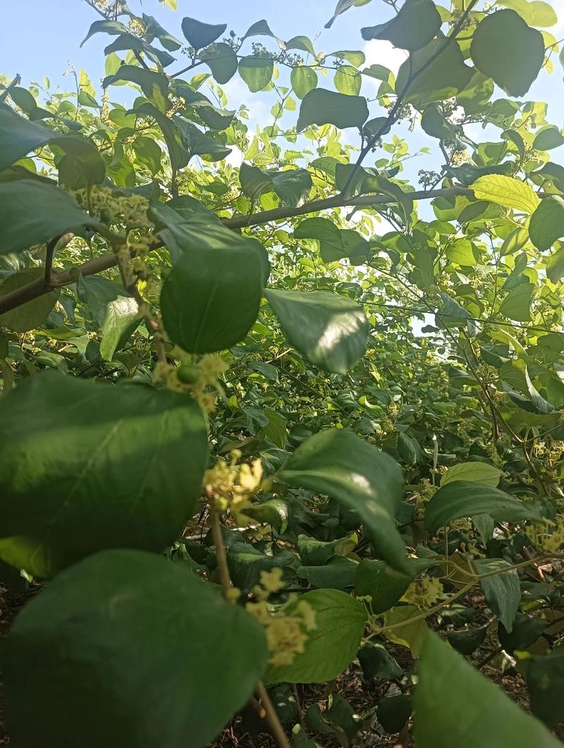 枣树开花不结果咋回事?5大原因及促花保果实操指南 枣树开花不结果咋回事?5大原因及促花保果实操指南