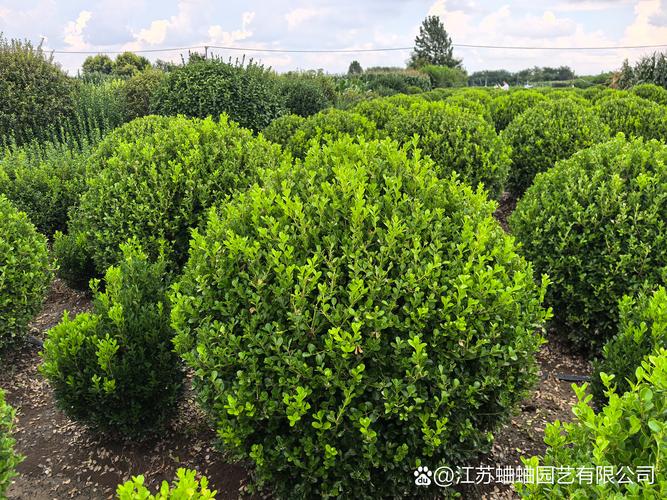 小叶黄杨苗价格表:规格、产地、季节如何影响报价 小叶黄杨苗价格表:规格、产地、季节如何影响报价