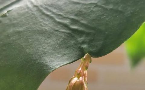 昙花扦插最佳时机与环境参数全解析——精准把握繁殖窗口，告别“一插就黑”