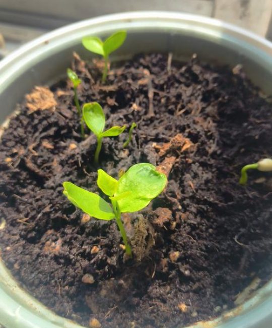 桂花种子怎么种植才会发芽？桂花种子育苗全流程指南