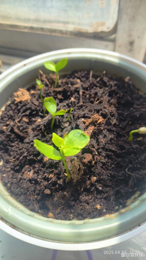 桂花种子怎么种植才会发芽？桂花种子育苗全流程指南
