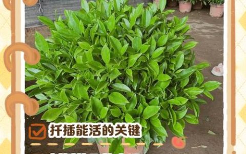 非洲茉莉扦插繁殖全攻略：从选枝到移栽的精准操作指南