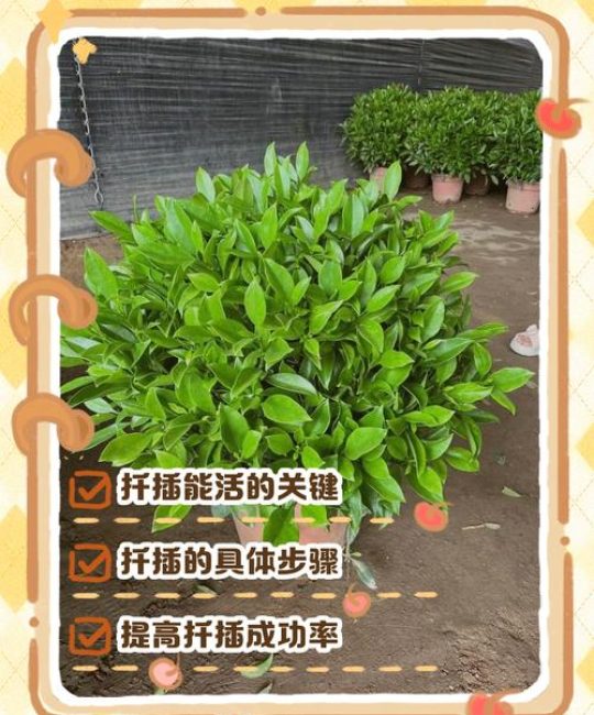 非洲茉莉扦插繁殖全攻略：从选枝到移栽的精准操作指南