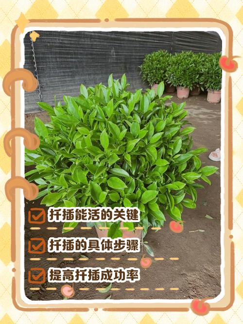 非洲茉莉扦插繁殖全攻略:从选枝到移栽的精准操作指南 非洲茉莉扦插繁殖全攻略:从选枝到移栽的精准操作指南