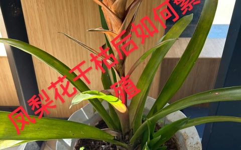 观赏凤梨（果子蔓）养殖方法与养护指南