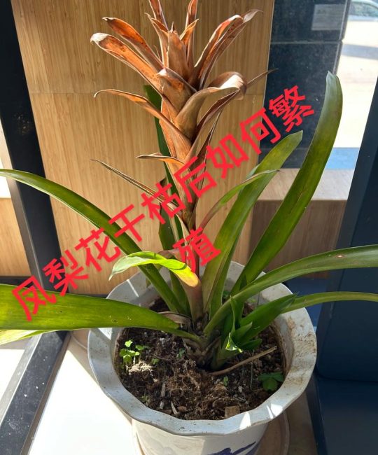 观赏凤梨（果子蔓）养殖方法与养护指南