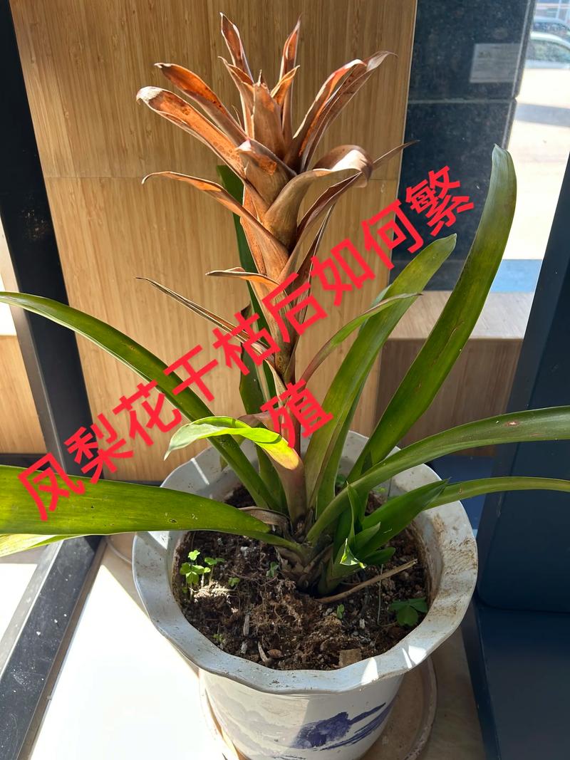 观赏凤梨(果子蔓)养殖方法与养护指南 观赏凤梨(果子蔓)养殖方法与养护指南