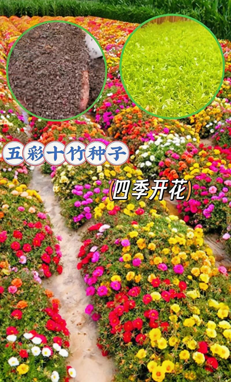 五彩石竹种子什么价?价格与种植全攻略 一、五彩石竹种子价格概览