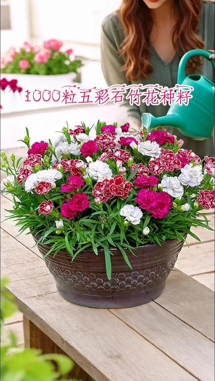 五彩石竹种子什么价?价格与种植全攻略 三、如何选购优质种子