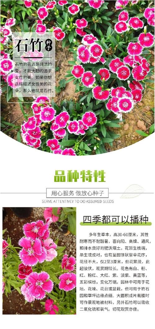 五彩石竹种子什么价?价格与种植全攻略 结语