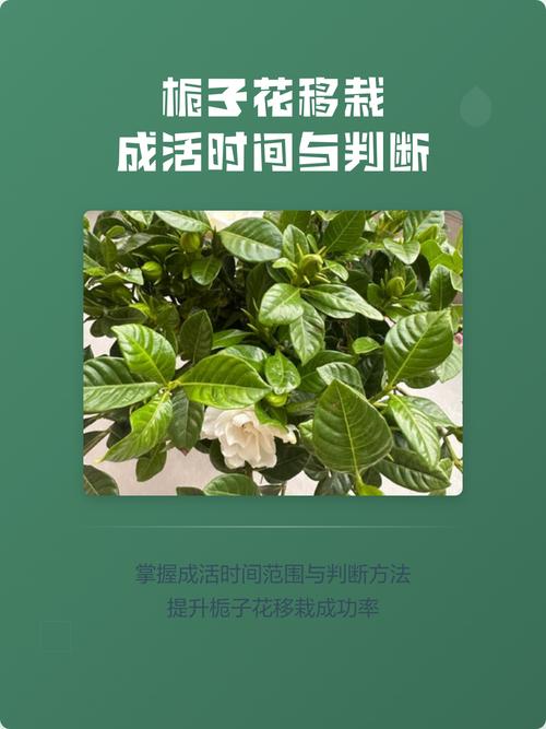六月移栽栀子花能活吗?附高成活率种植操作指南 栽植深度控制