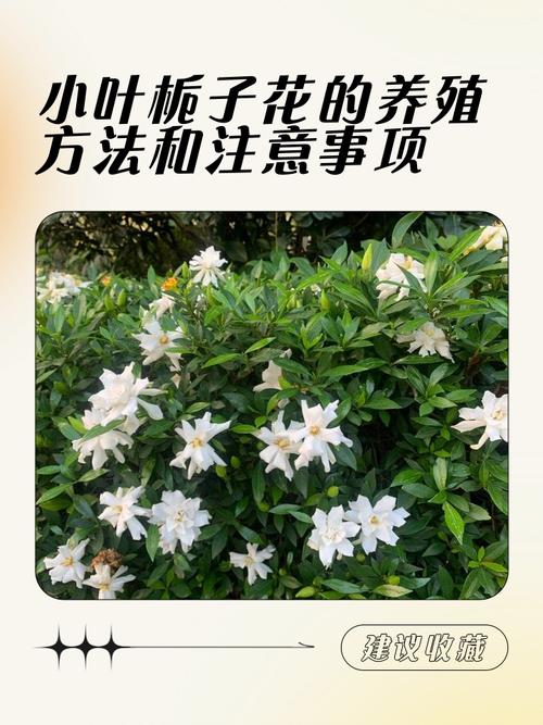 六月移栽栀子花能活吗?附高成活率种植操作指南 FAQ