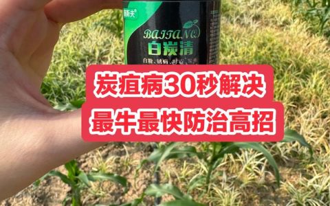 核桃炭疽病用什么药最特效？2026年科学防治方案