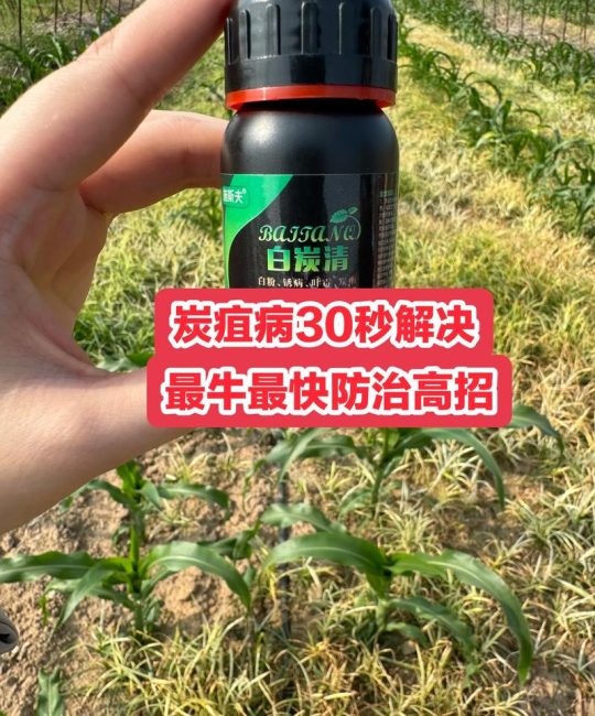核桃炭疽病用什么药最特效？2026年科学防治方案