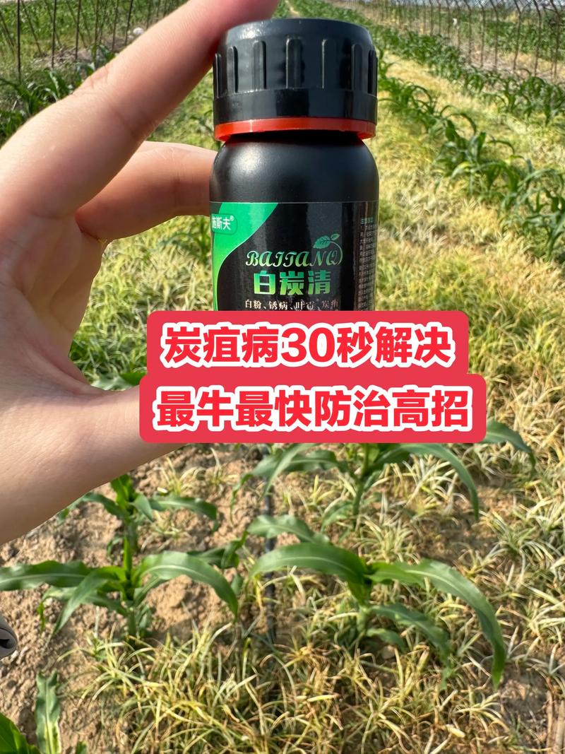 核桃炭疽病早期识别与危害程度判断