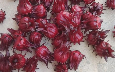 洛神花多少钱一克？2025年最新干花价格参考与影响因素分析
