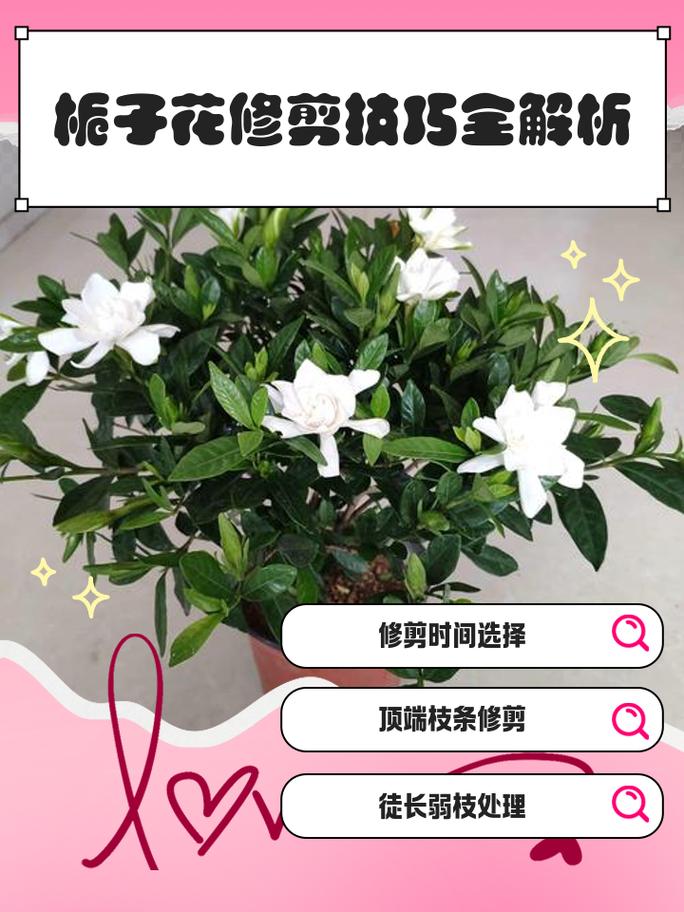 栀子花叶子黄了需要剪掉吗?一文读懂原因与修剪技巧 总结