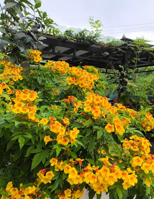 夏天有什么植物开花结果?这5种花果同赏的植物,阳台党也能轻松种植 5种夏季花果同赏植物详解