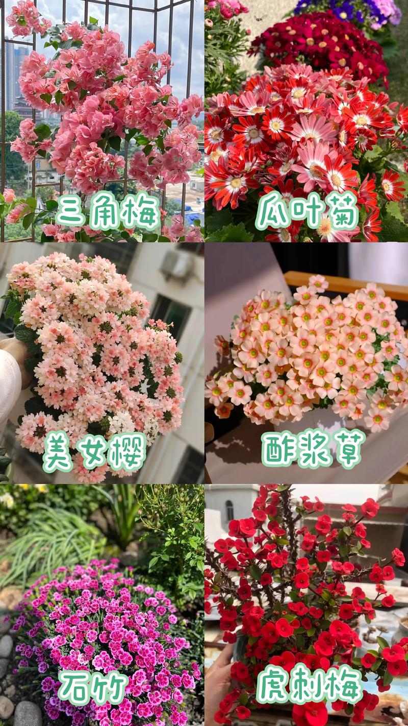 夏天有什么植物开花结果?这5种花果同赏的植物,阳台党也能轻松种植 不开花不结果的常见原因与解决方法