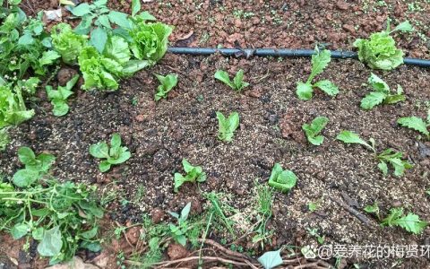 种白菜用羊粪好吗？老菜农的实话与科学用法