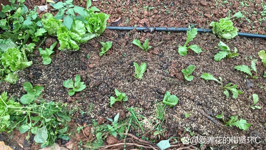种白菜用羊粪好吗?老菜农的实话与科学用法 种白菜用羊粪好吗?先别急着撒,听我说完