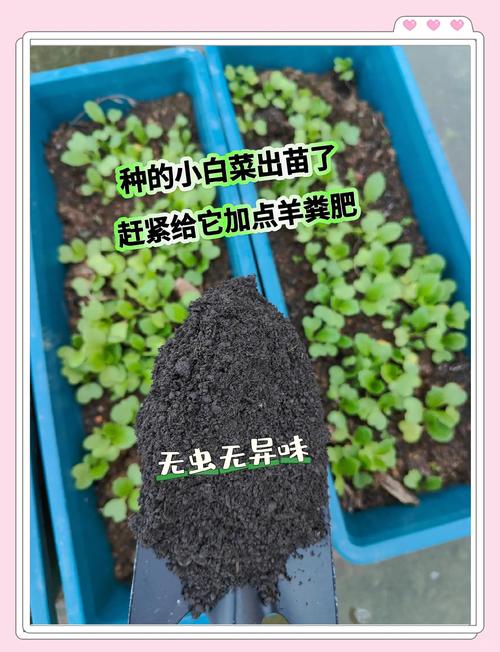 种白菜用羊粪好吗?老菜农的实话与科学用法 其他注意事项